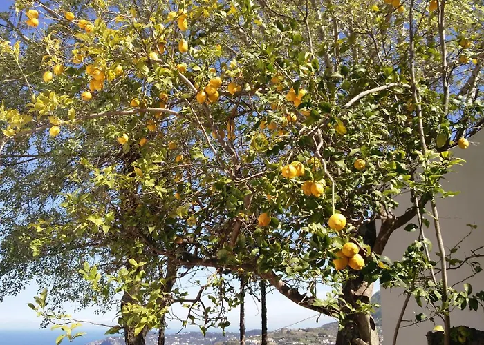 Andrea Daire Forio di Ischia